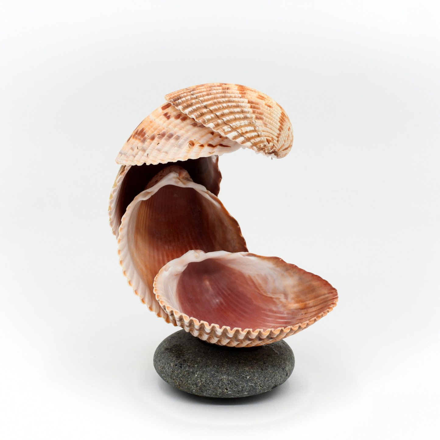 Nic’s Nacs Medium Cockle Shell Wave Dish