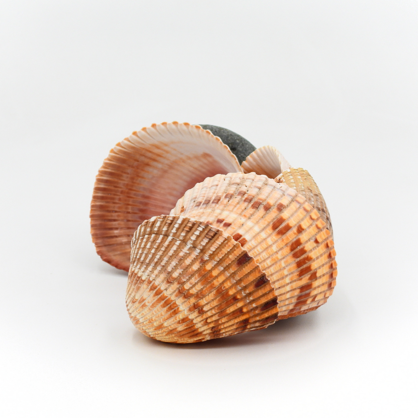 Nic’s Nacs Medium Cockle Shell Wave Dish