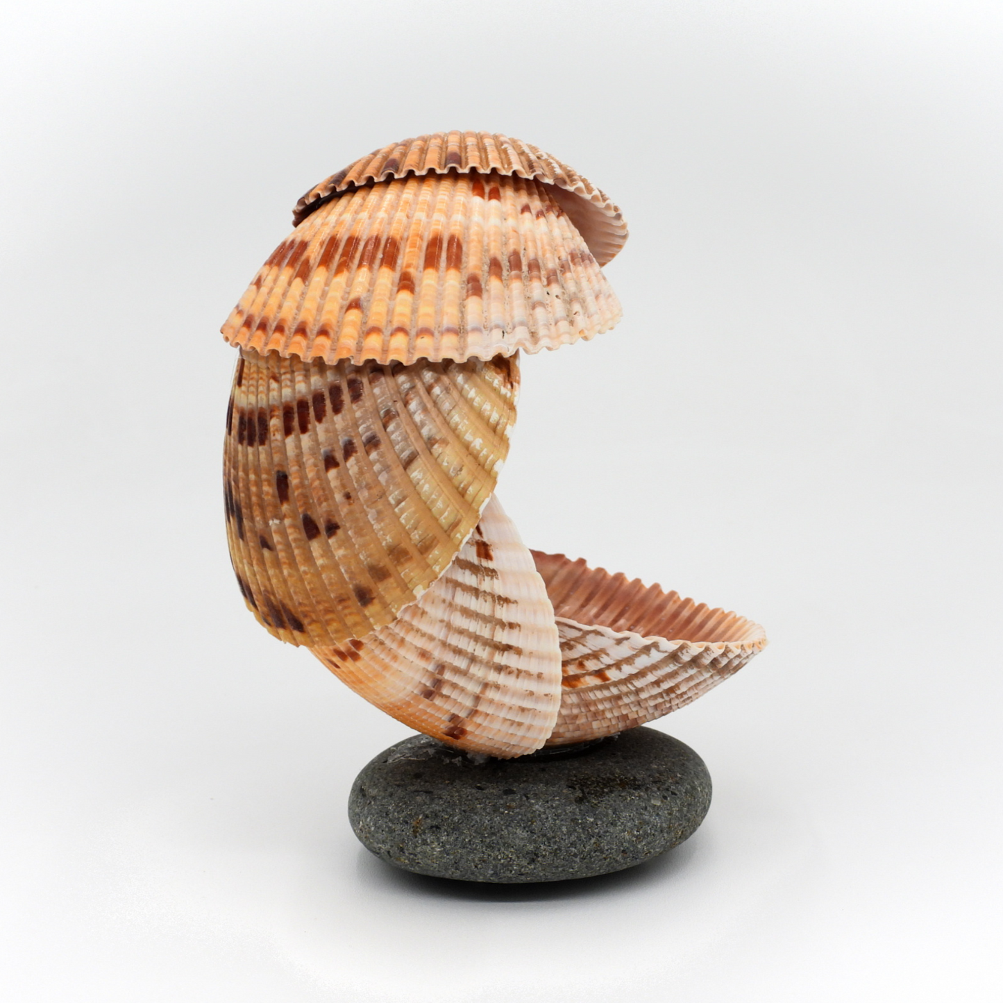 Nic’s Nacs Medium Cockle Shell Wave Dish