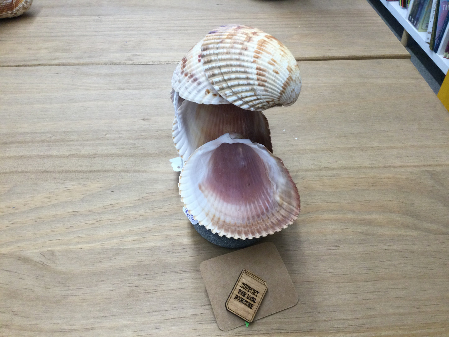 Nic’s Nacs Cockle Shell Wave Dish