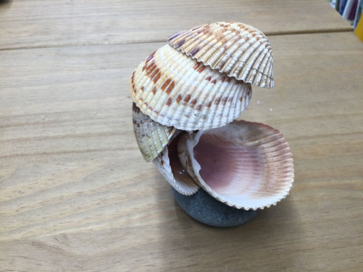 Nic’s Nacs Cockle Shell Wave Dish