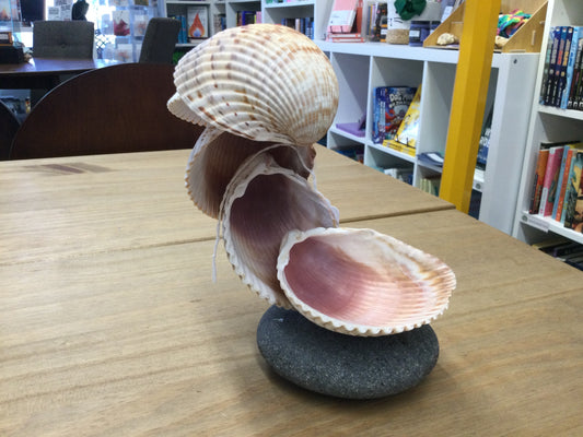 Nic’s Nacs Large Cockle Shell Wave Dish decor