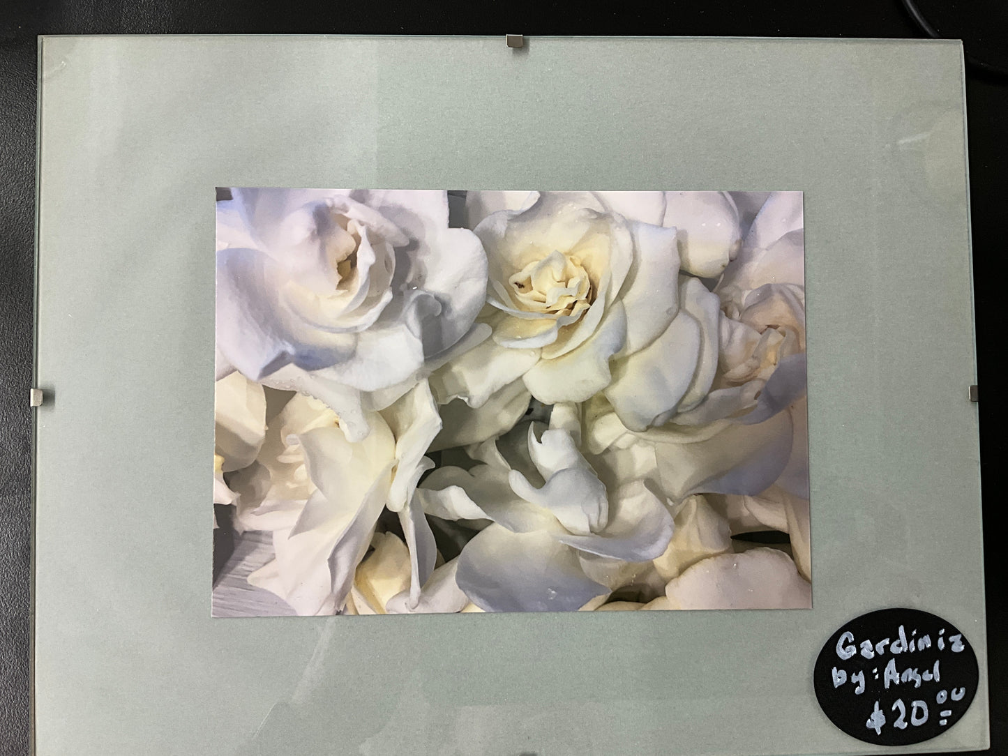 Gardenia