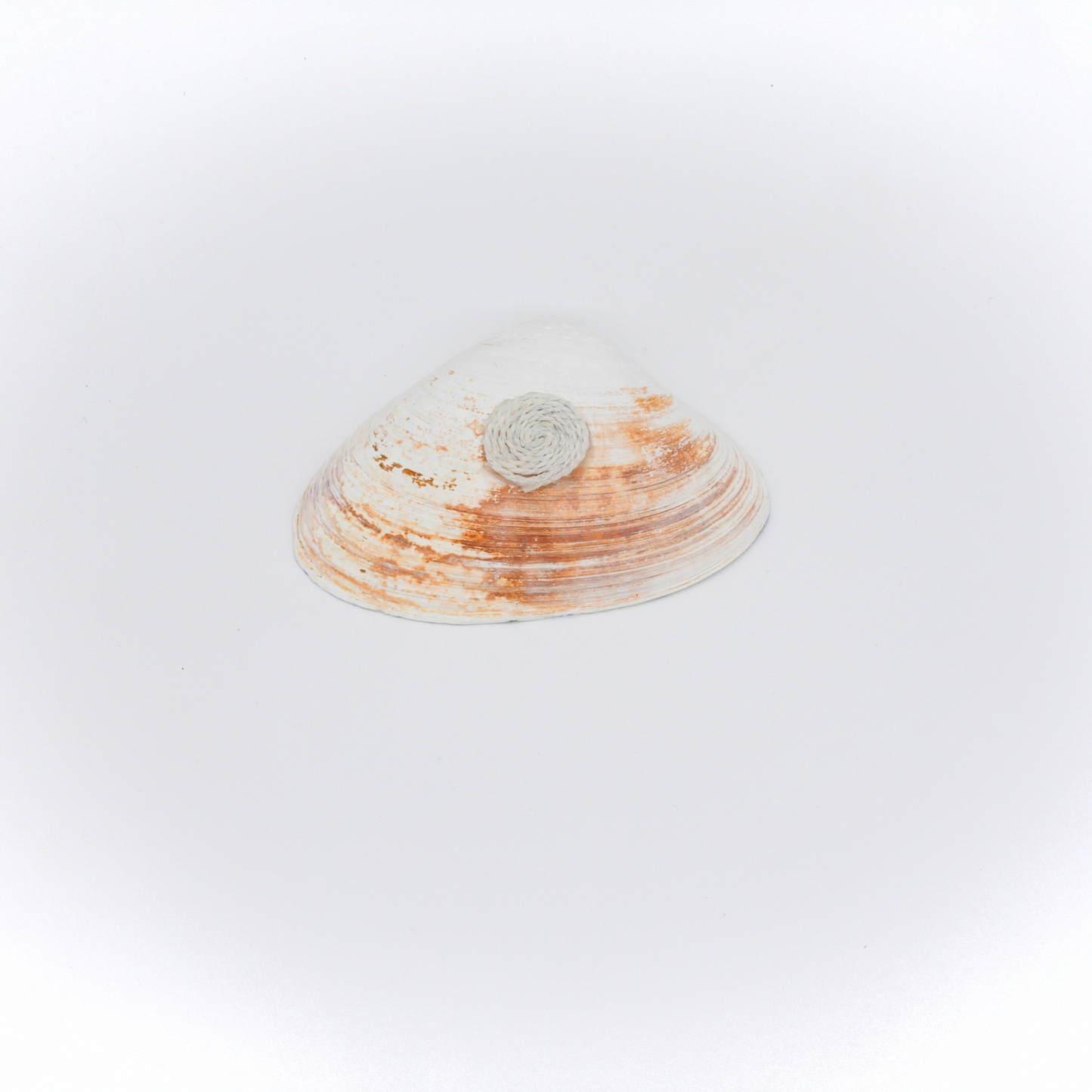 Nic’s Nacs Large Clam Shell Trinket Holder - Blue Heron