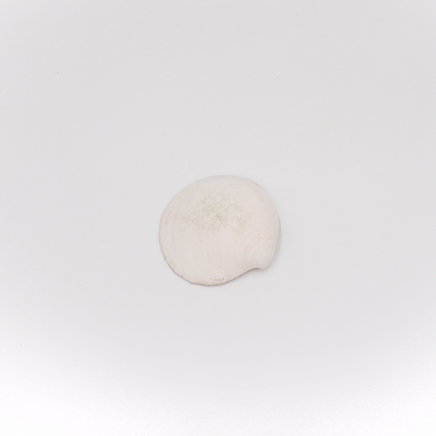 Nic’s Nacs Small Clam Shell Trinket Holder - Starfish