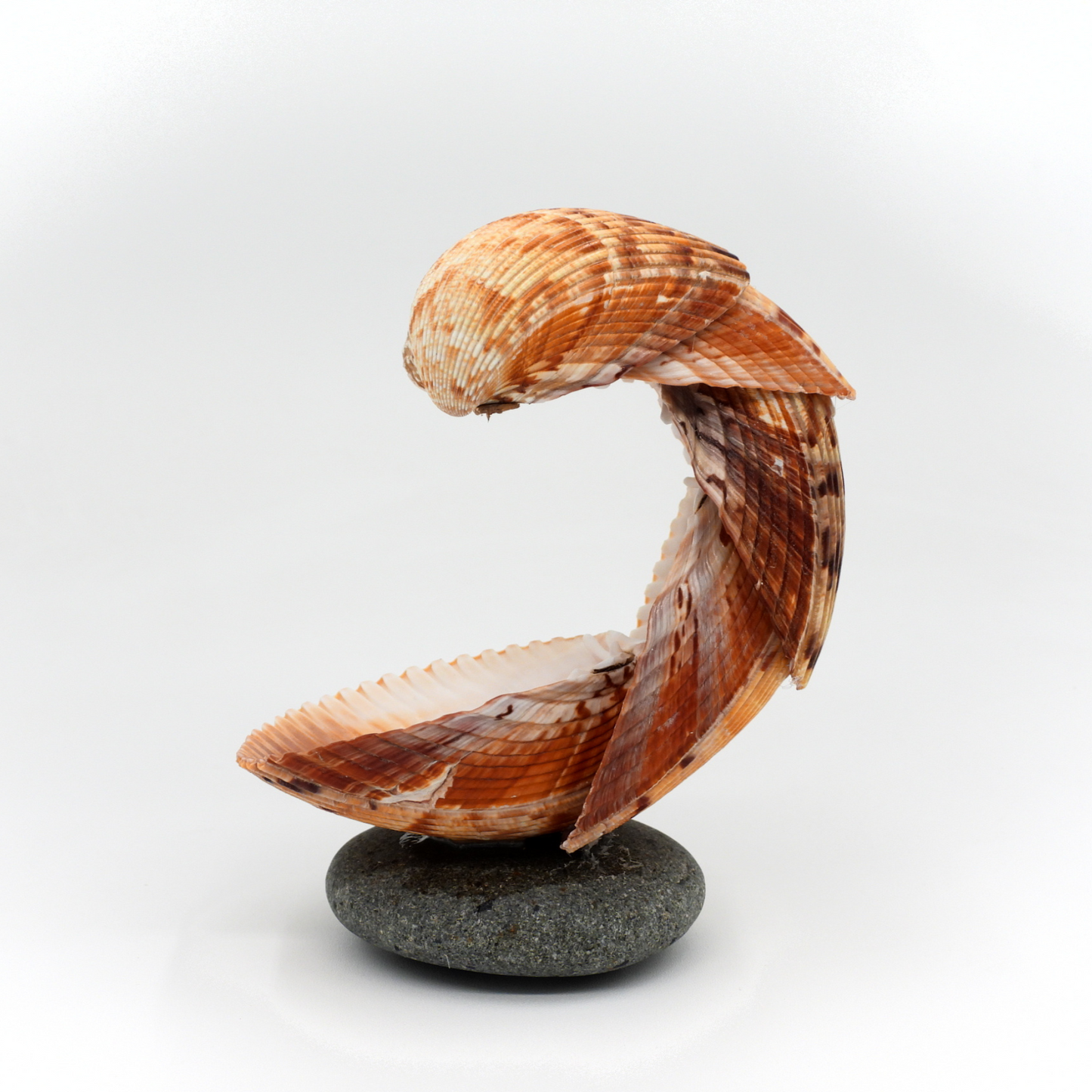 Nic’s Nacs Medium Cockle Shell Wave Dish